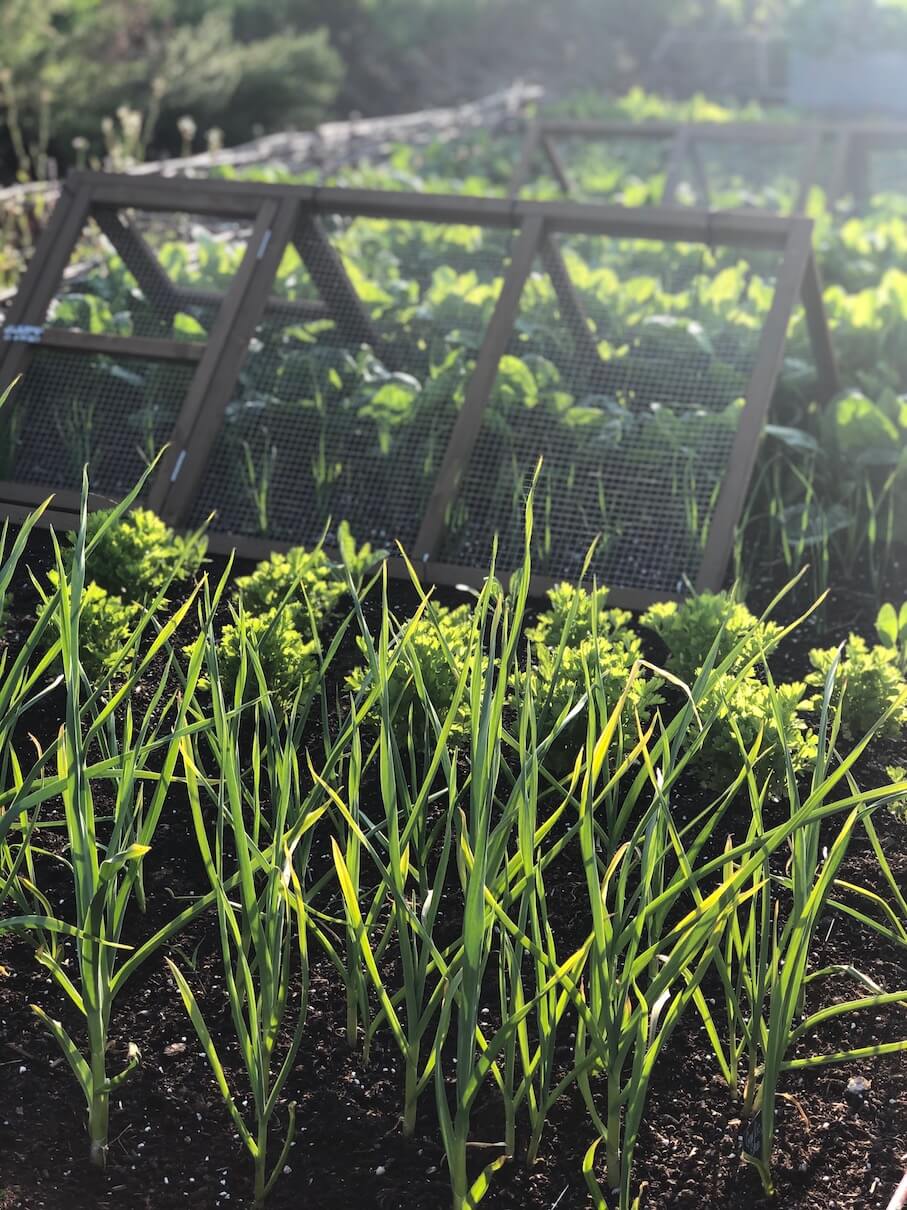 A self-sufficient vegetable patch in raised beds with a variety of produce