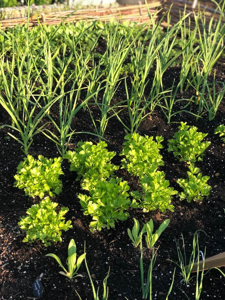 Homegrown celery in a self sufficient patch