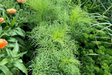 Rows of green plants and vibrant flowers