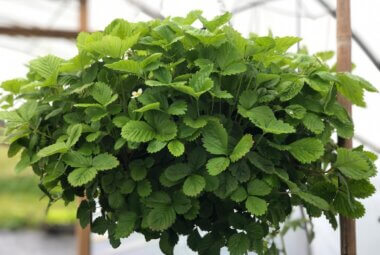 A hanging strawberry plant in flower in a self-sufficent edible garden