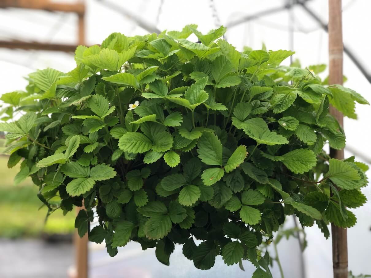 A hanging strawberry plant in flower in a self-sufficent edible garden