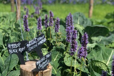 Homegrown edible garden with plant markers and posts