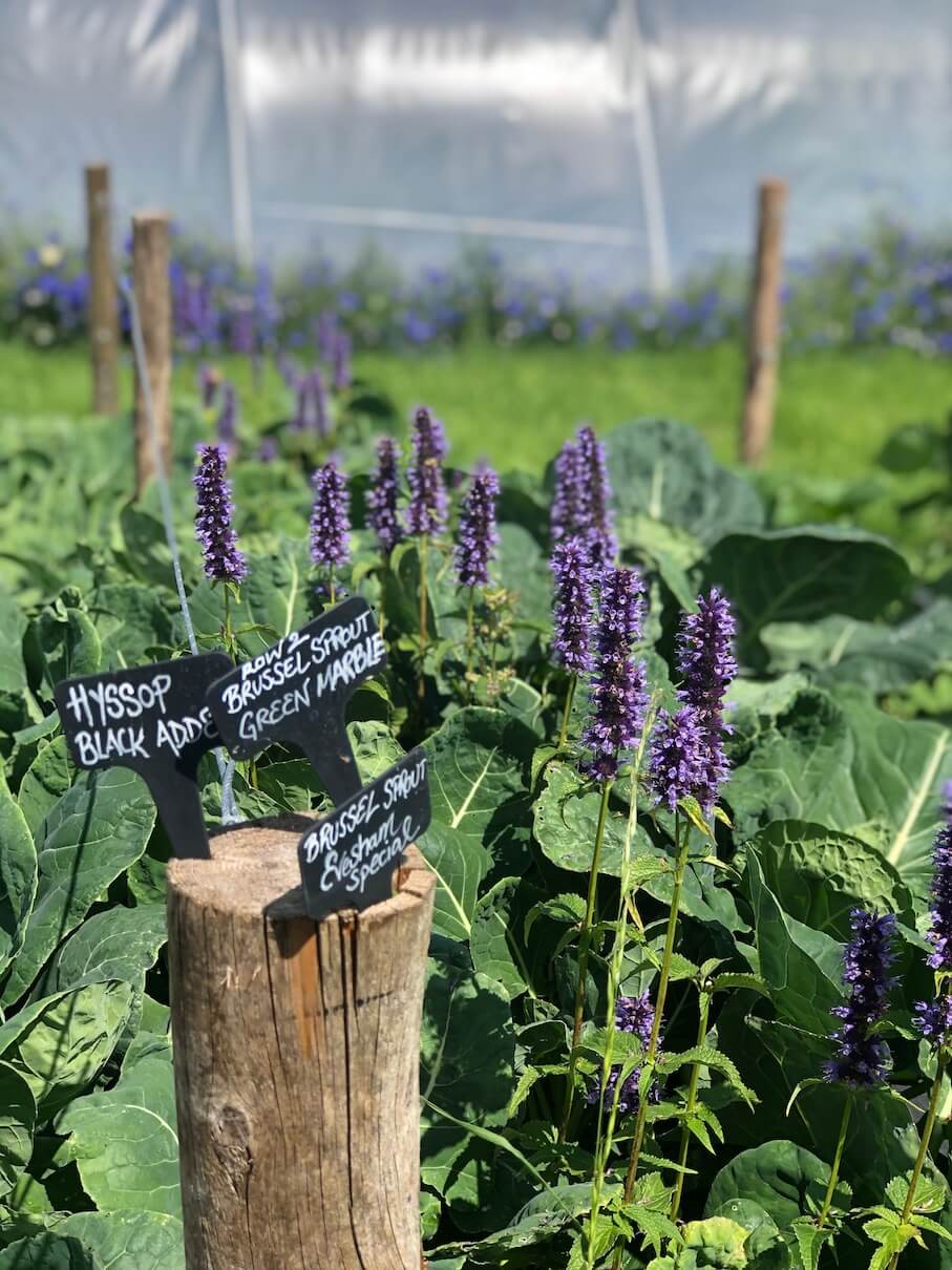 Homegrown edible garden with plant markers and posts