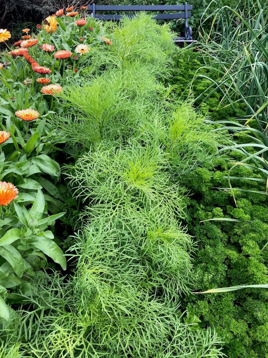 Rows of green plants and vibrant flowers