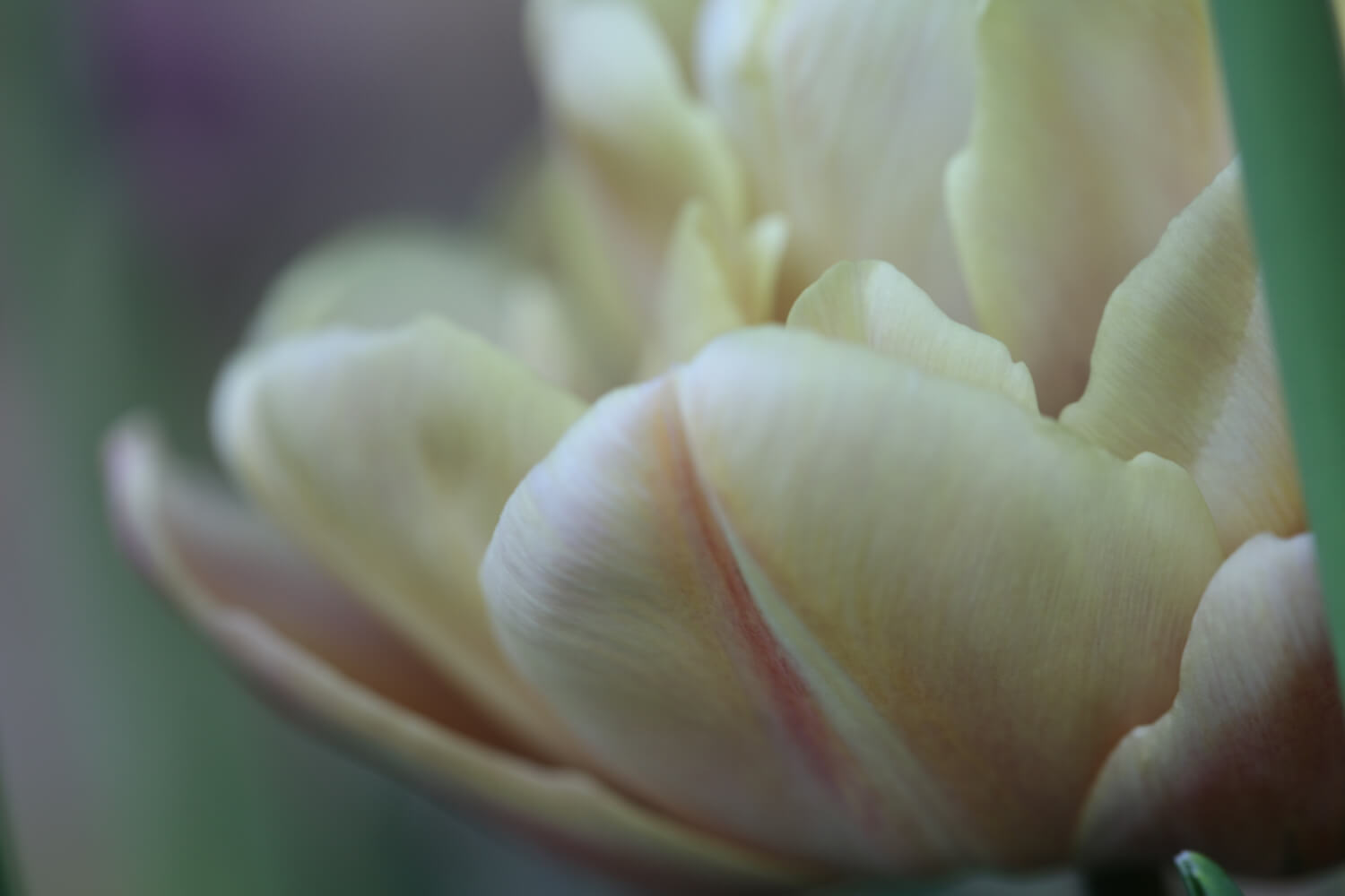 faded La Belle Époque Tulip