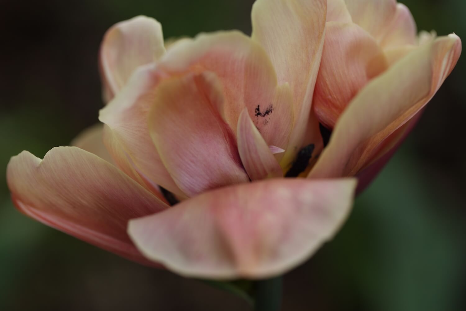 La Belle Époque Tulip opening and fading stage