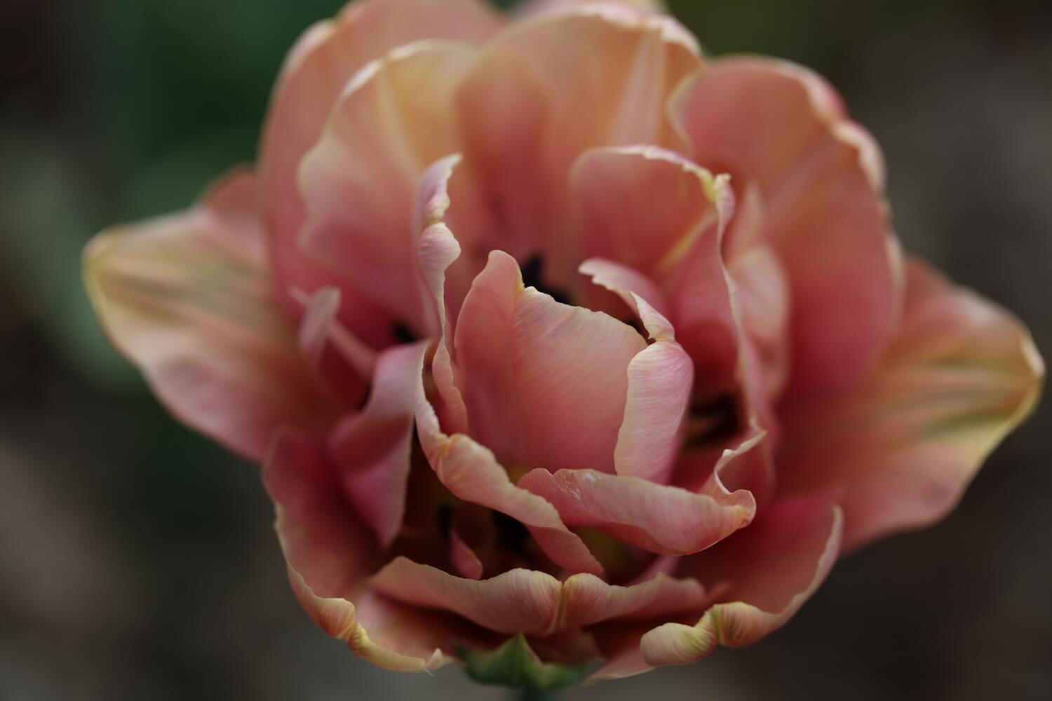 La Belle Époque Tulip in coral colours