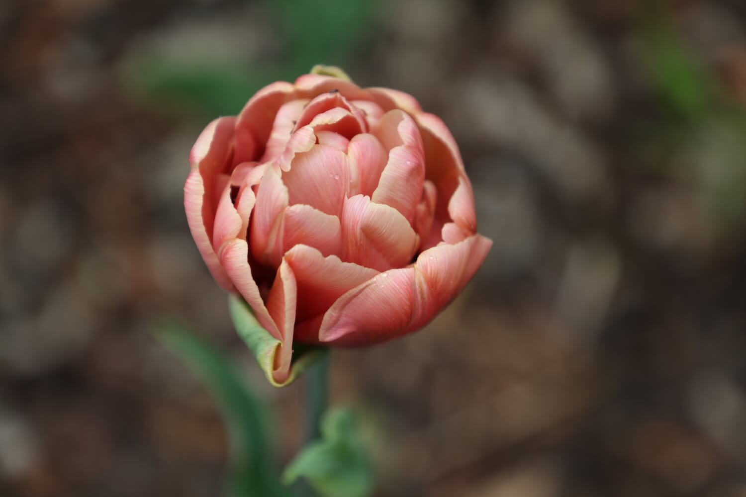 La Belle Époque Tulip teacup shape