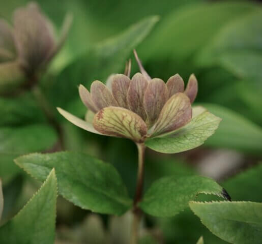 Hellebores by HC Gardens