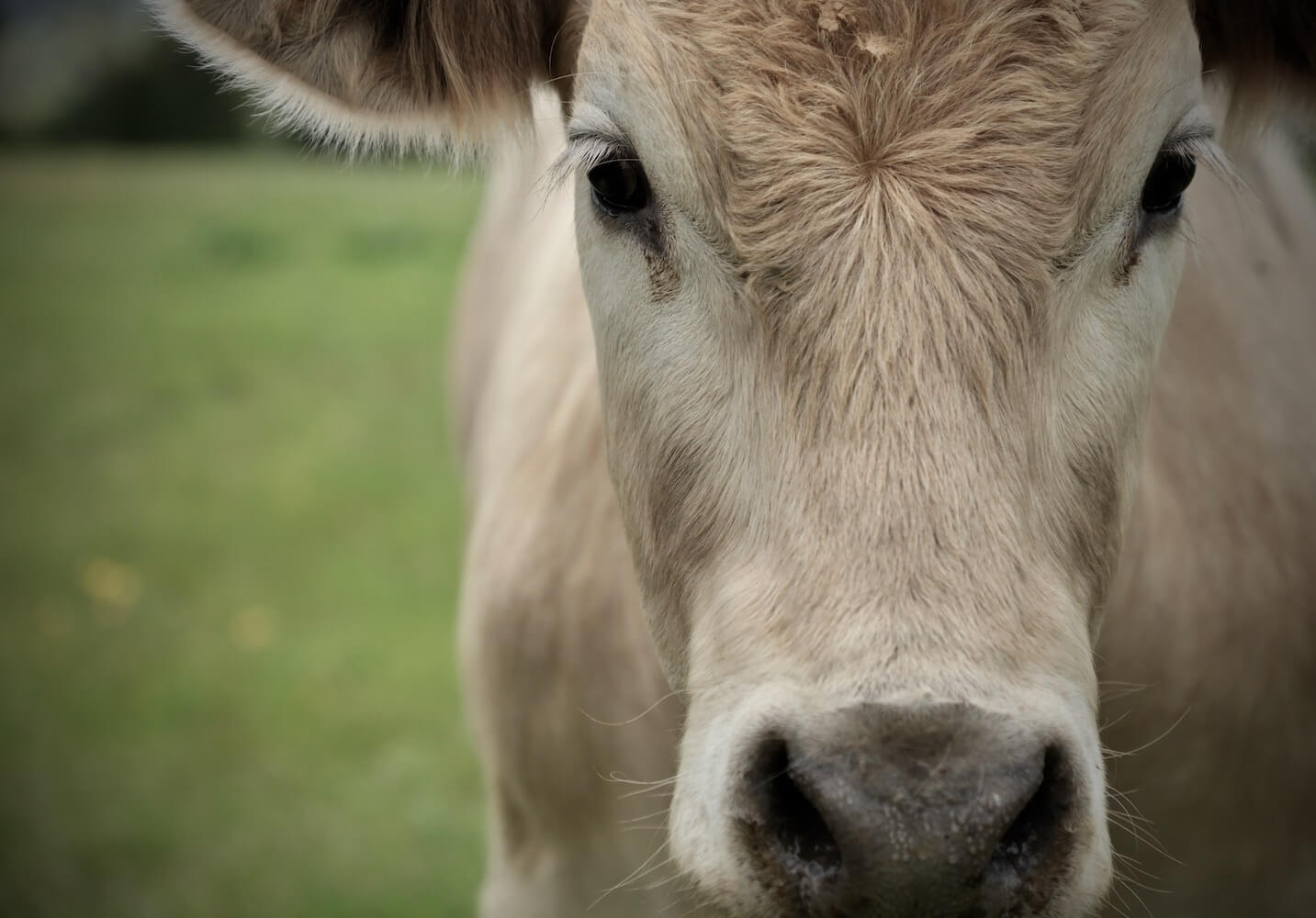 Jersey cow at Sibford Park prairie