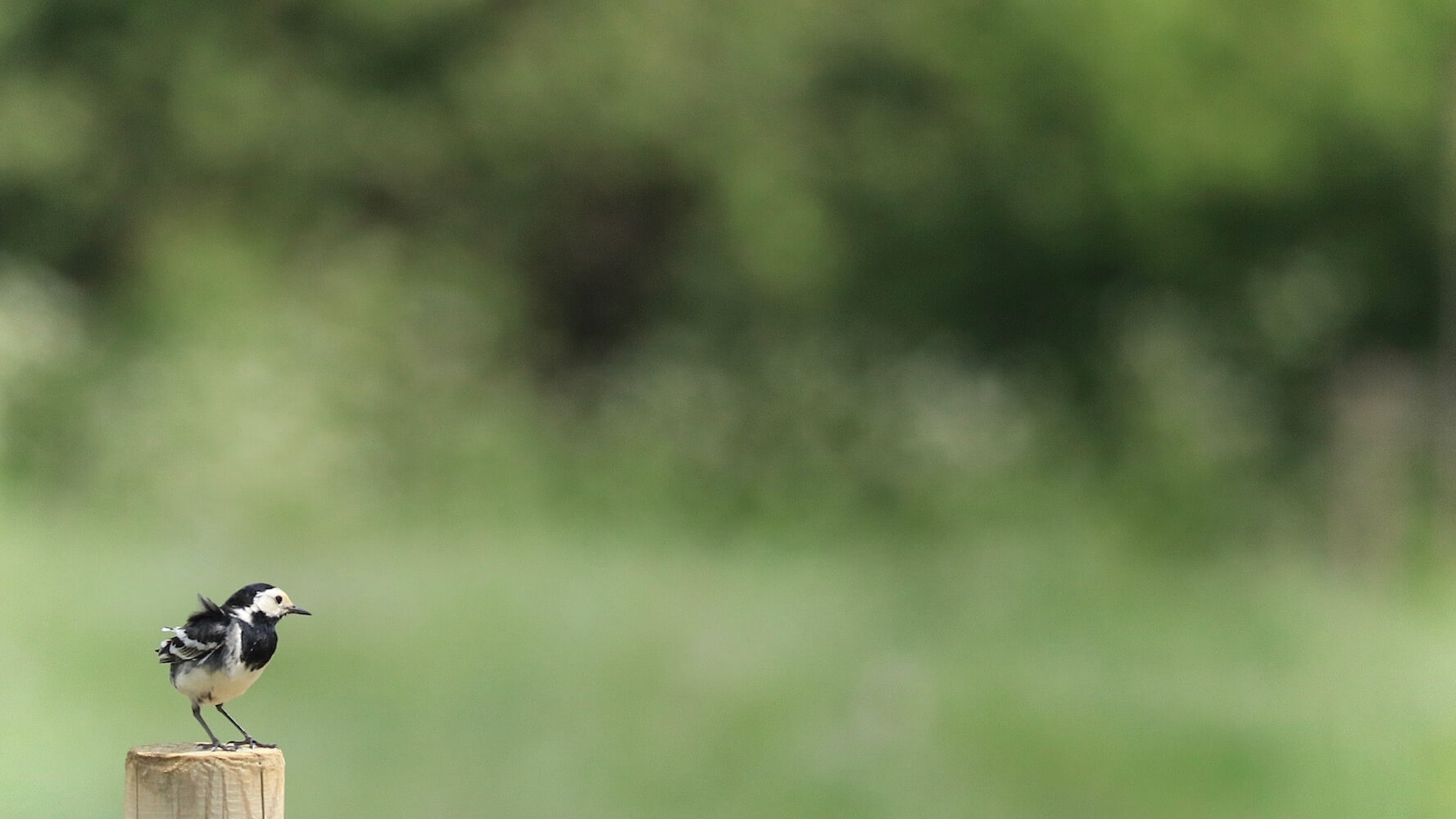 bird in a meadow prairie