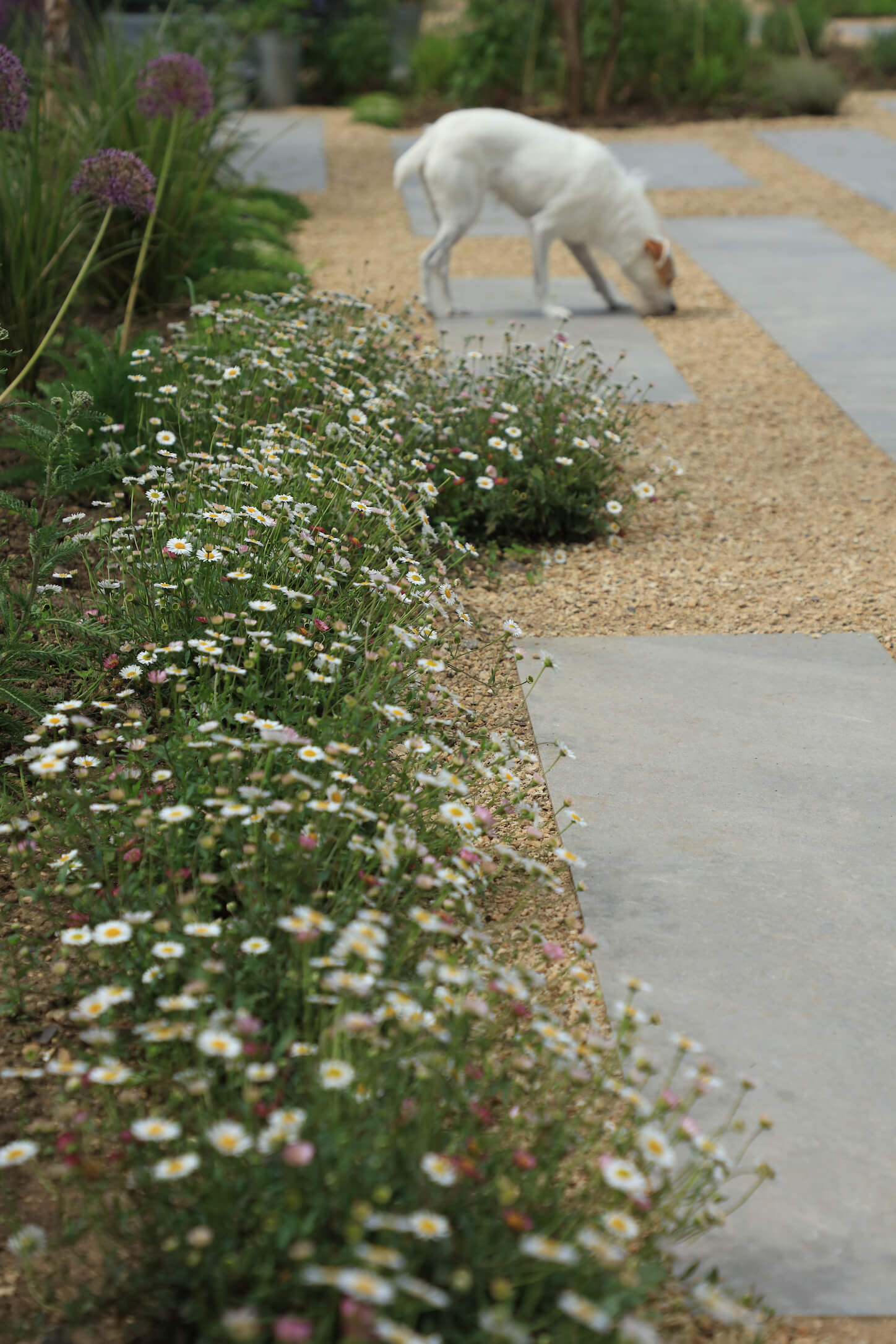 small white dog in an Oxford garden with mexican daisy flowers growing in the path