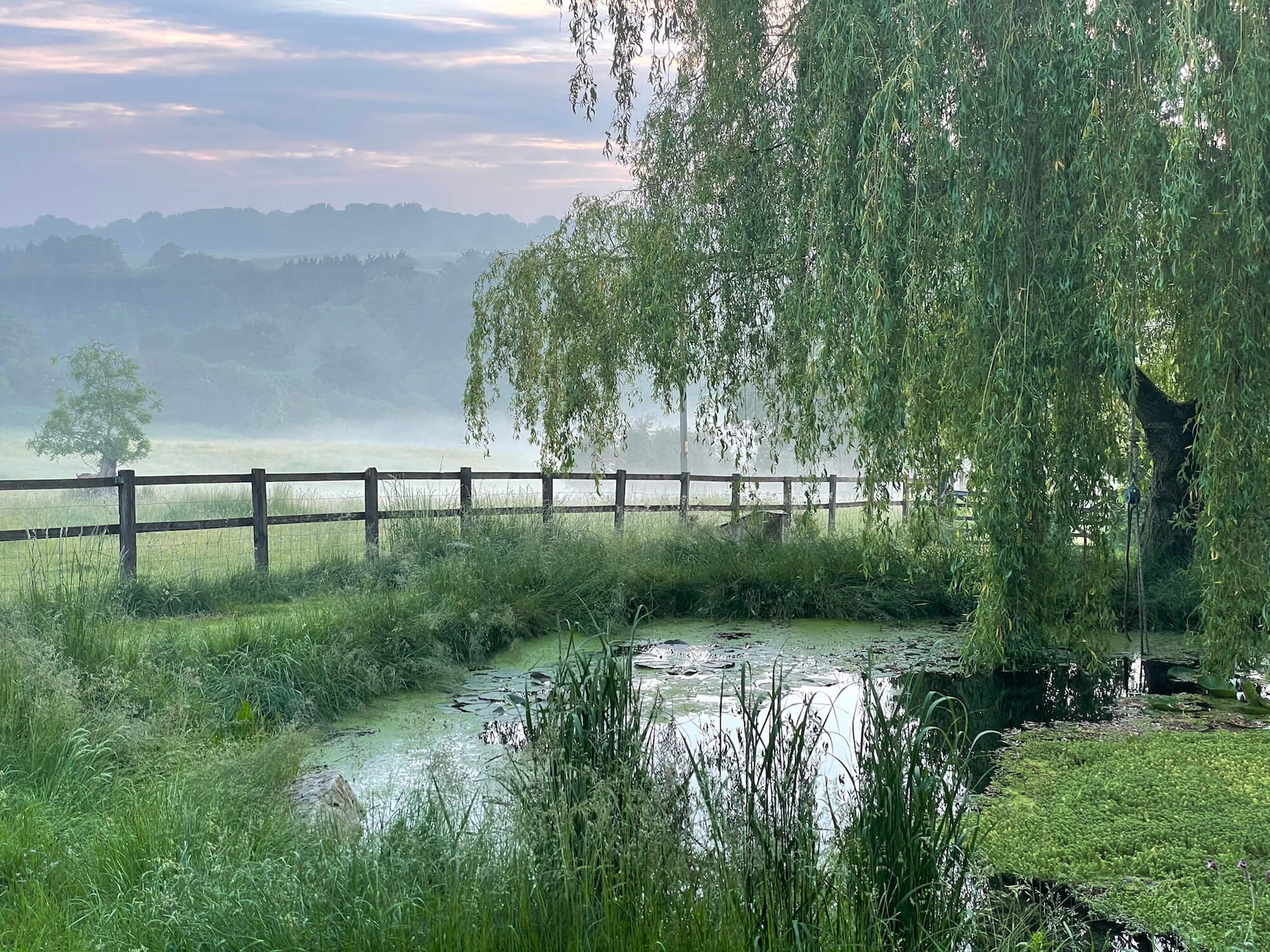 natural swimming pond in July