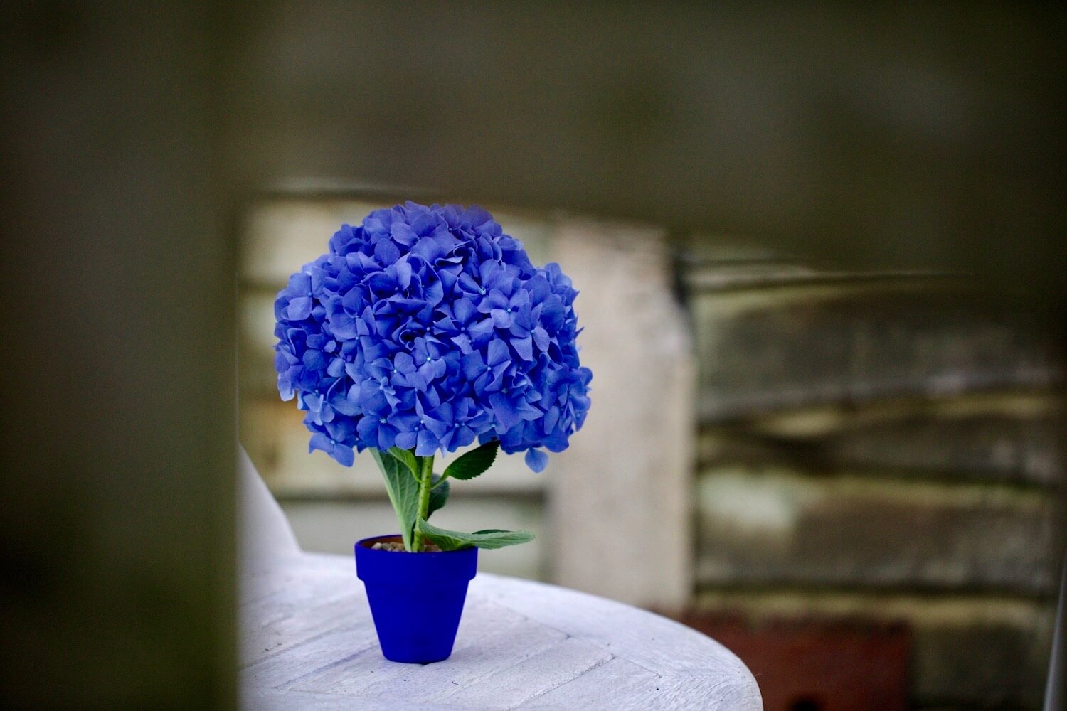 Bright blue hydrangea 