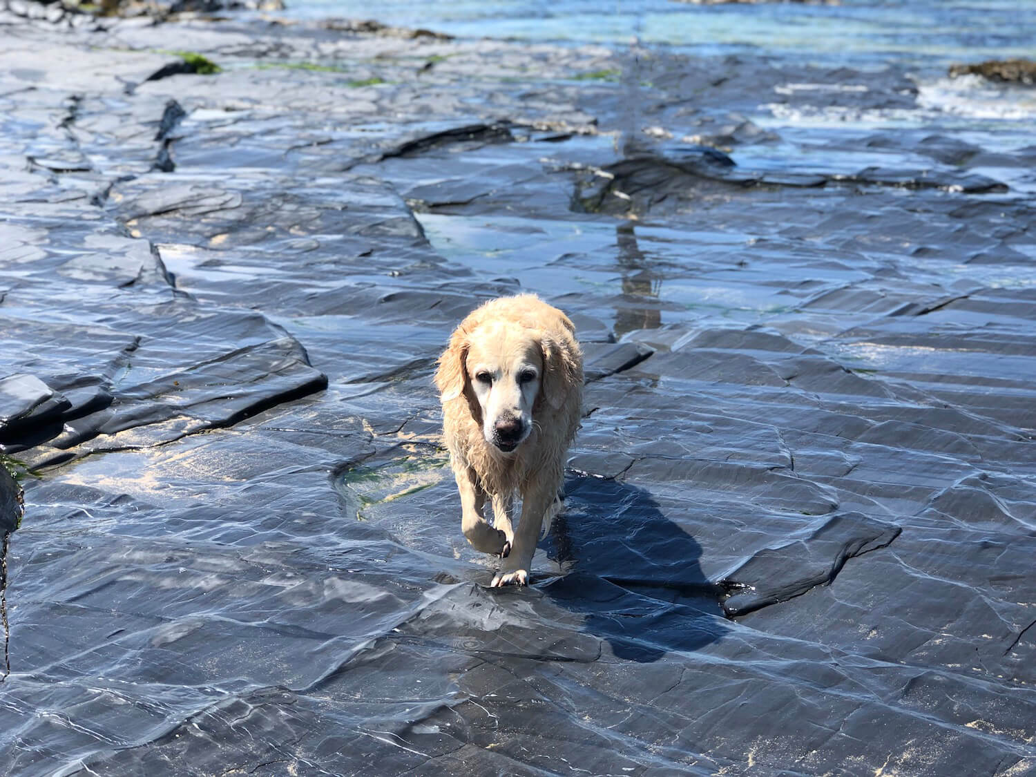 golden retriever swimming in blue sea in Cornwall