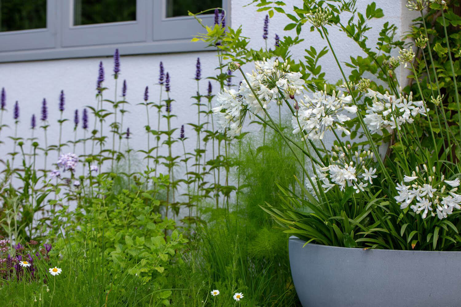 blue garden beside swimming pool