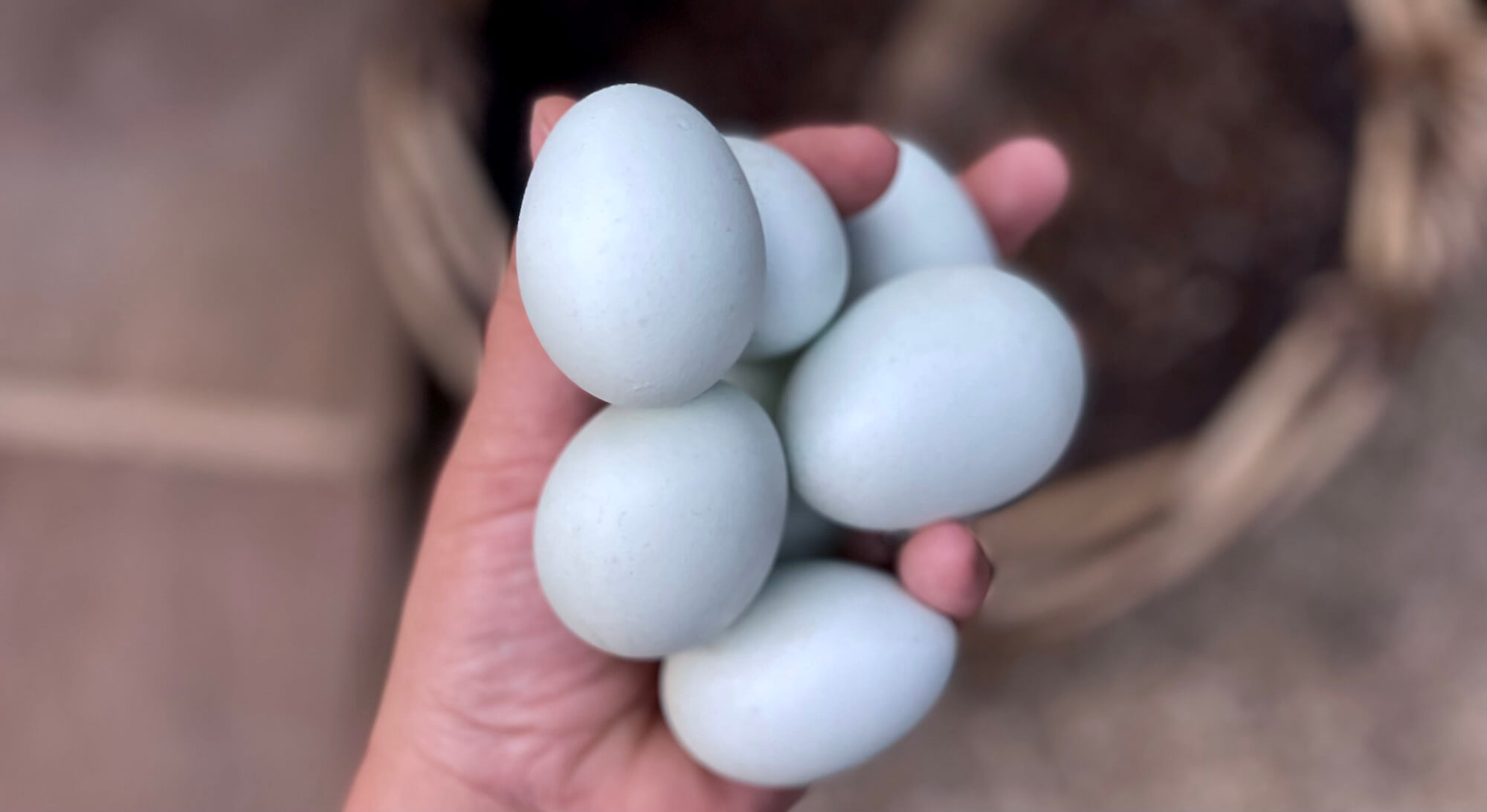 handful of blue eggs