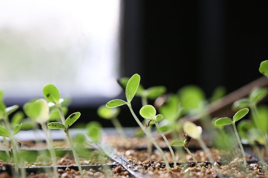 Tiny seeds beginning to germinate 