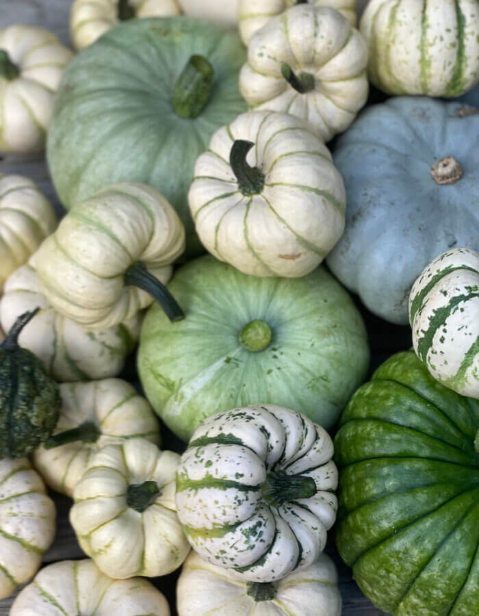 pile of white and green pumpkins and gourds