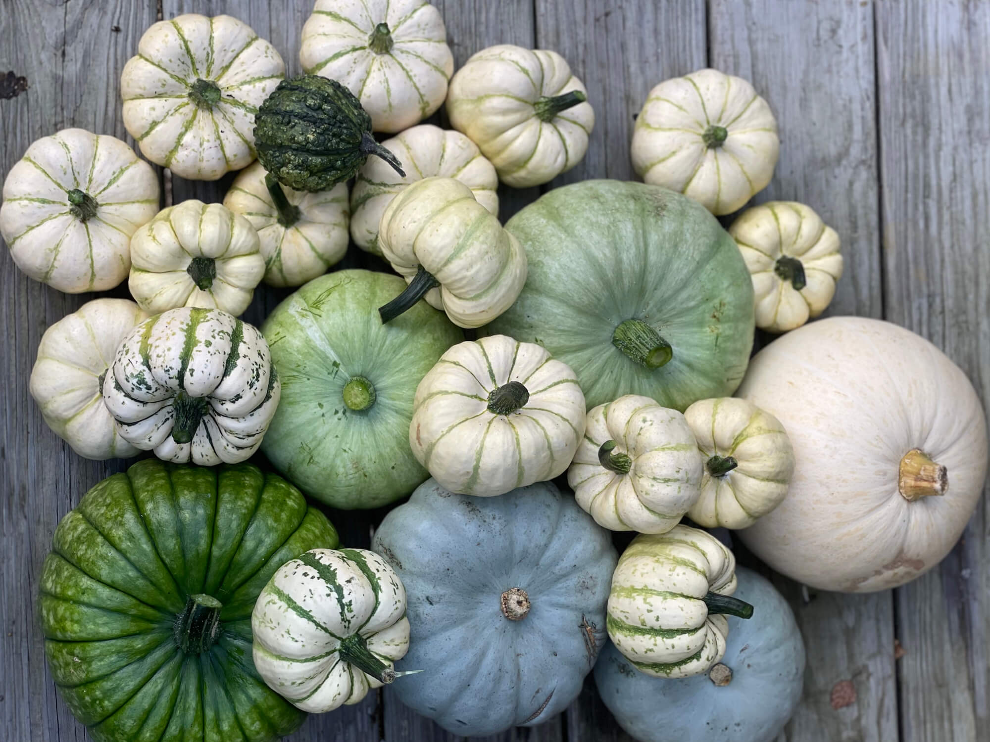 Gourds and pumpkins in green, white and grey
