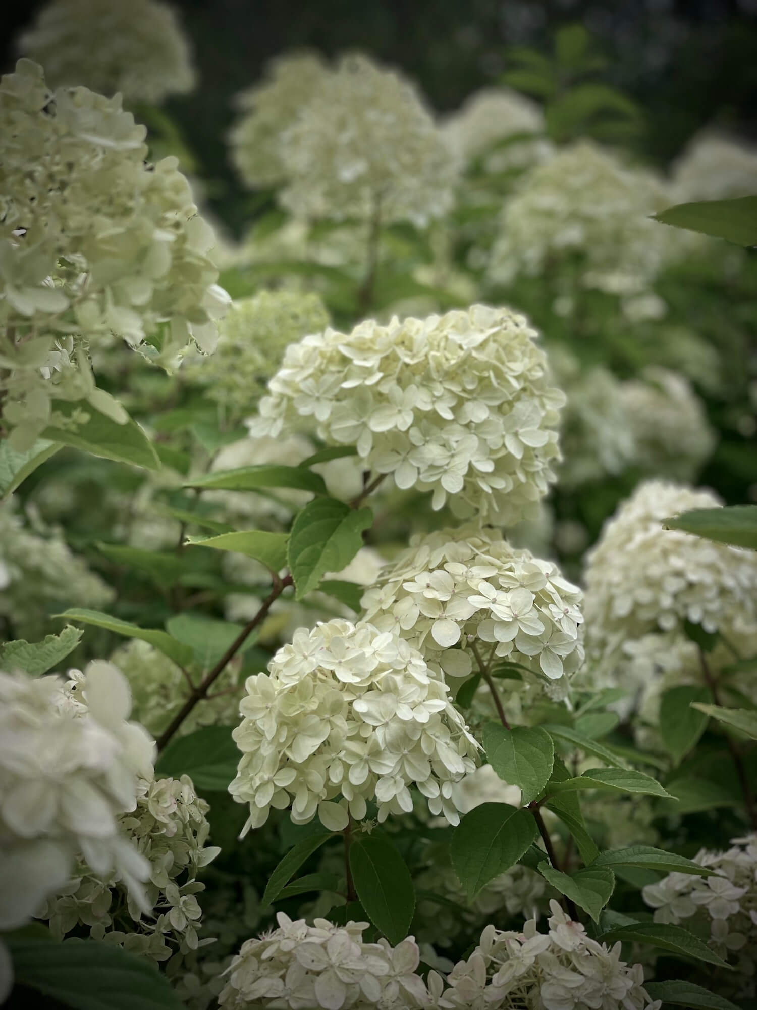 Limelight Hydrangeas GARDEN DESIGN OXFORDSHIRE © Hendy Curzon