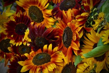 non typical sunflowers in strong colours grown in oxfordshire