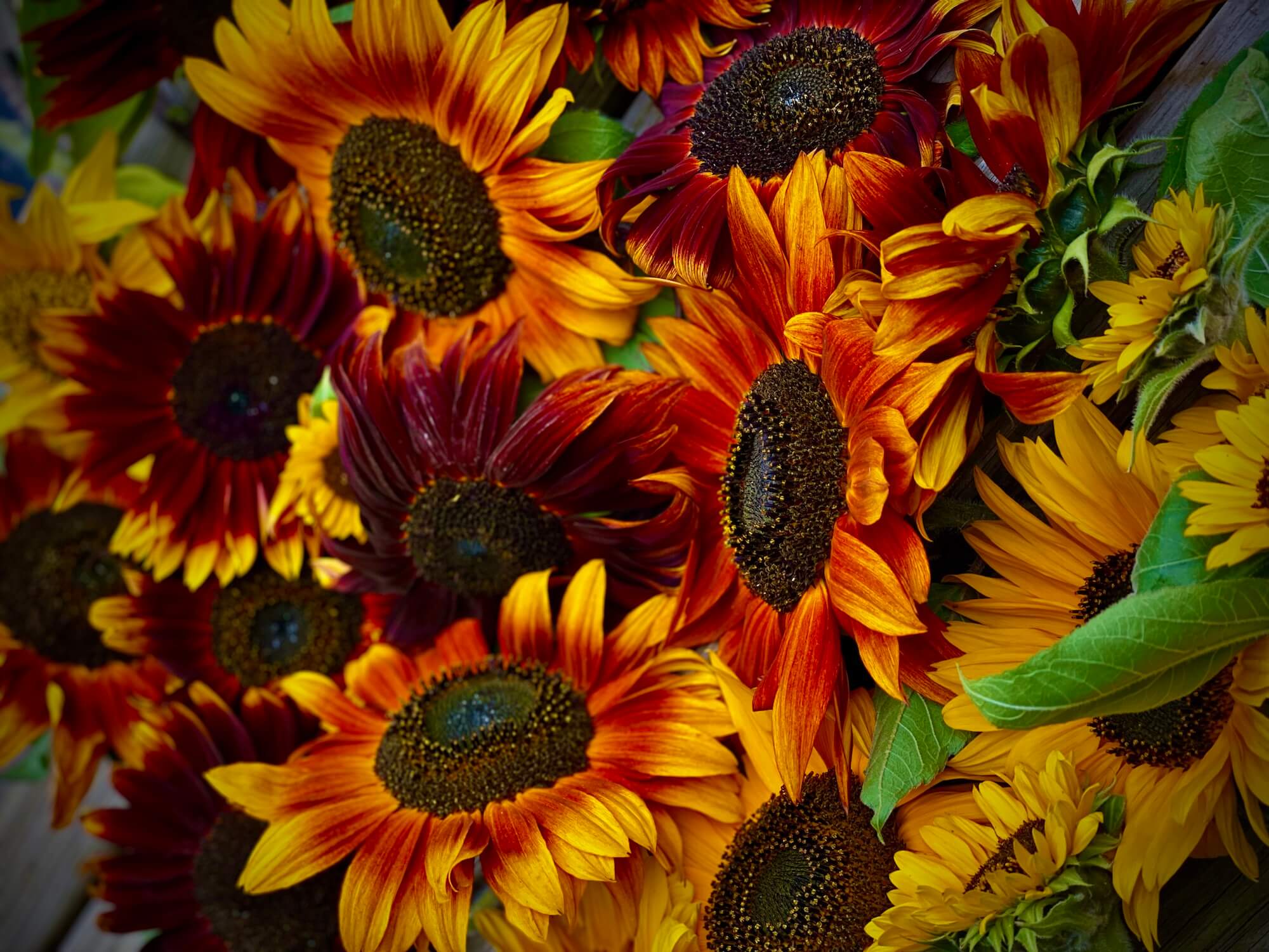 non typical sunflowers in strong colours grown in oxfordshire