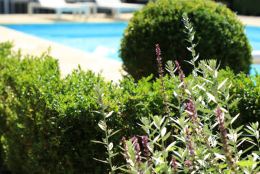 View through the topiary of pool and sun loungers