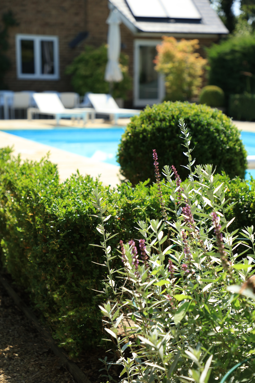 View through the topiary of pool and sun loungers