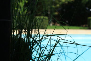 clear blue swimming pool seen through the grasses