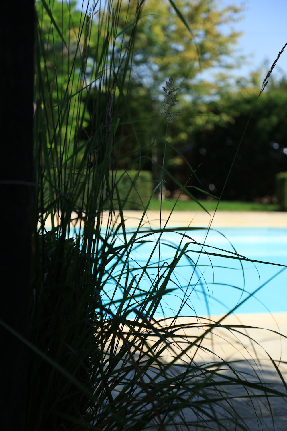 clear blue swimming pool seen through the grasses