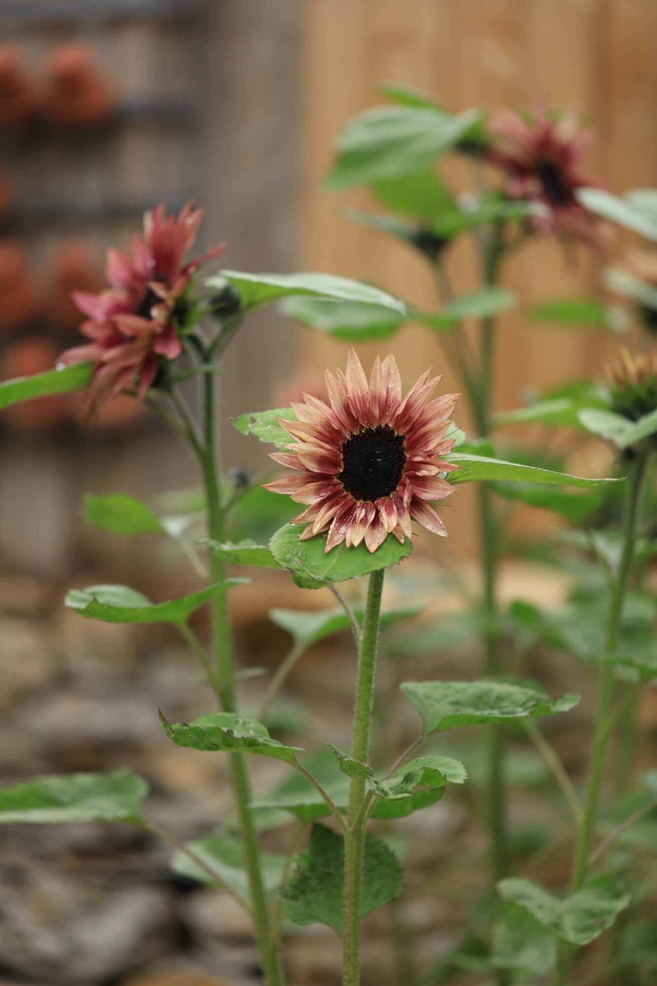 unusual sunflowers