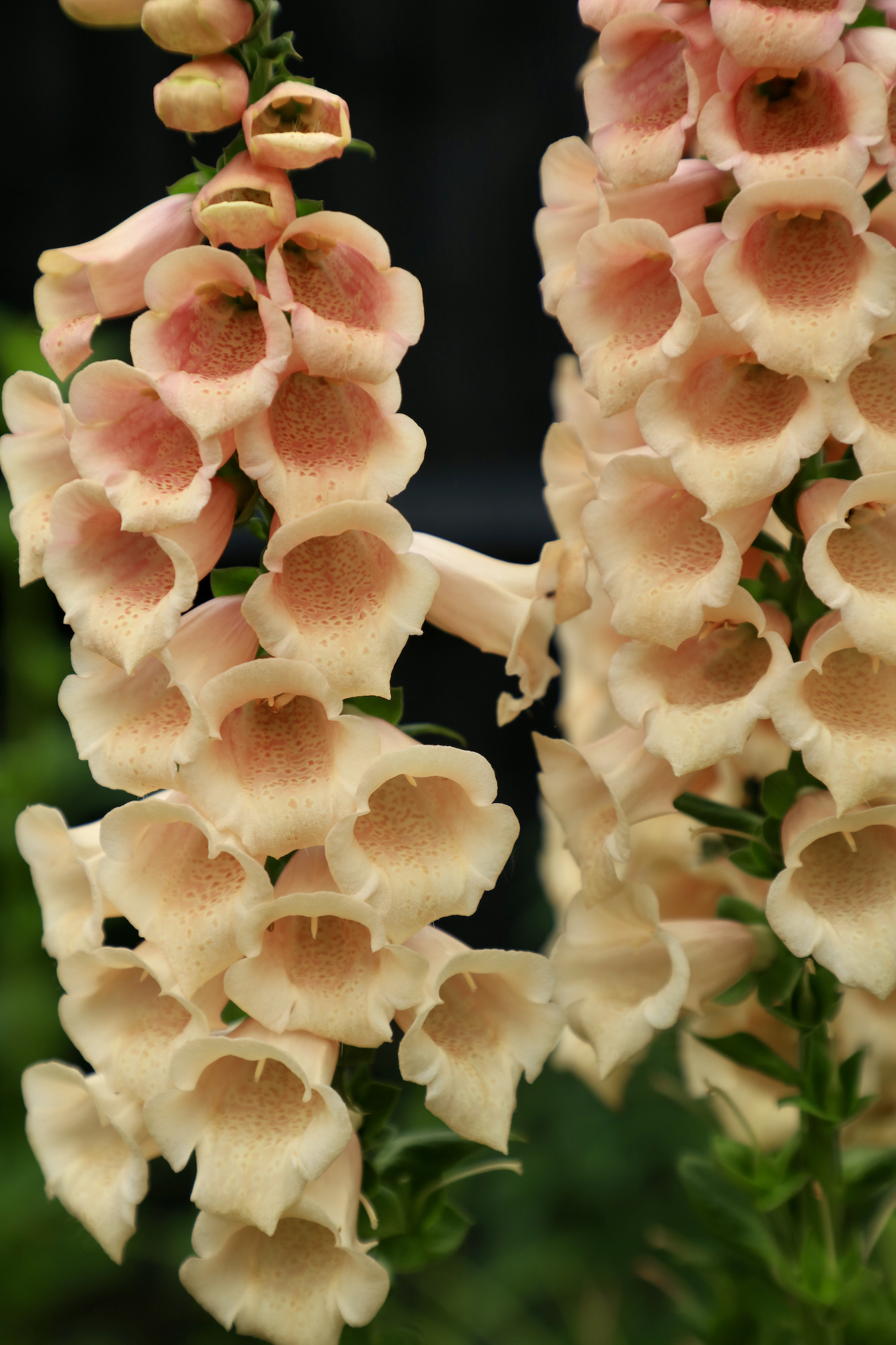 Peach, apricot sutton foxgloves