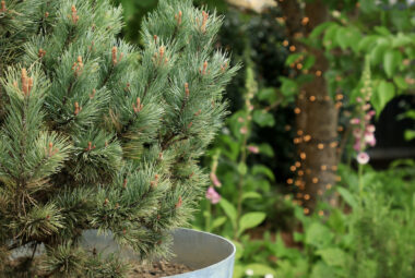 Metal planter in front of garden plants and trees