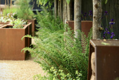 Ferns planted amongst trees in landscape townhouse garden