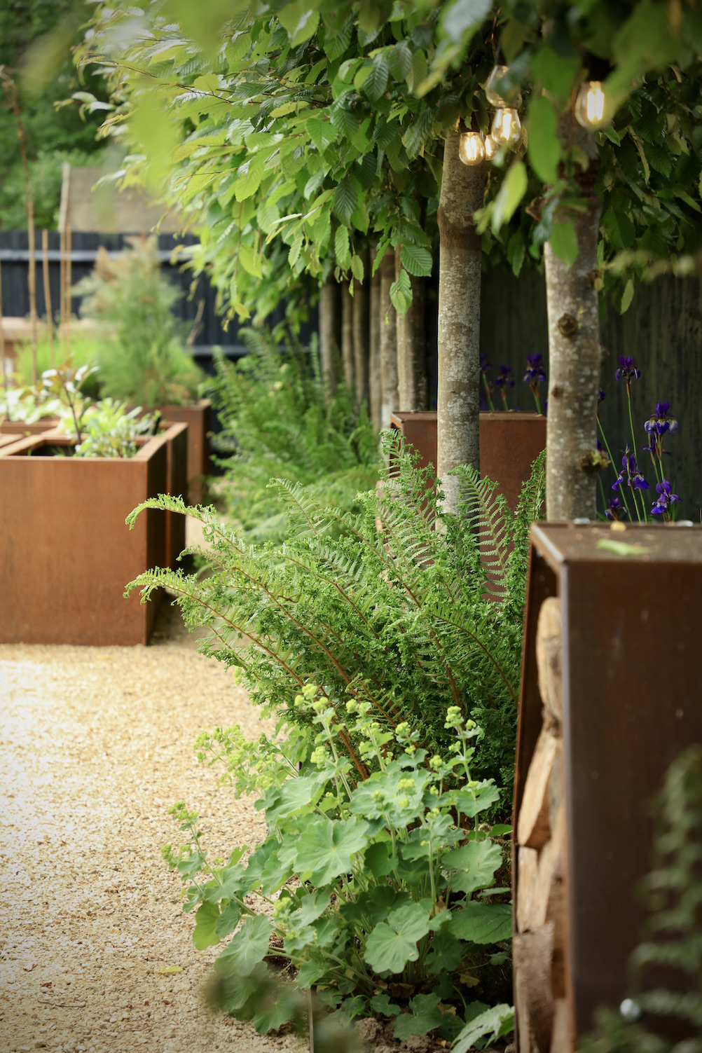 Ferns planted amongst trees in landscape townhouse garden