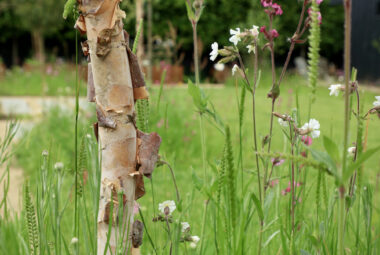 peeling trunk of birch tree amongst grasses and dainty planting