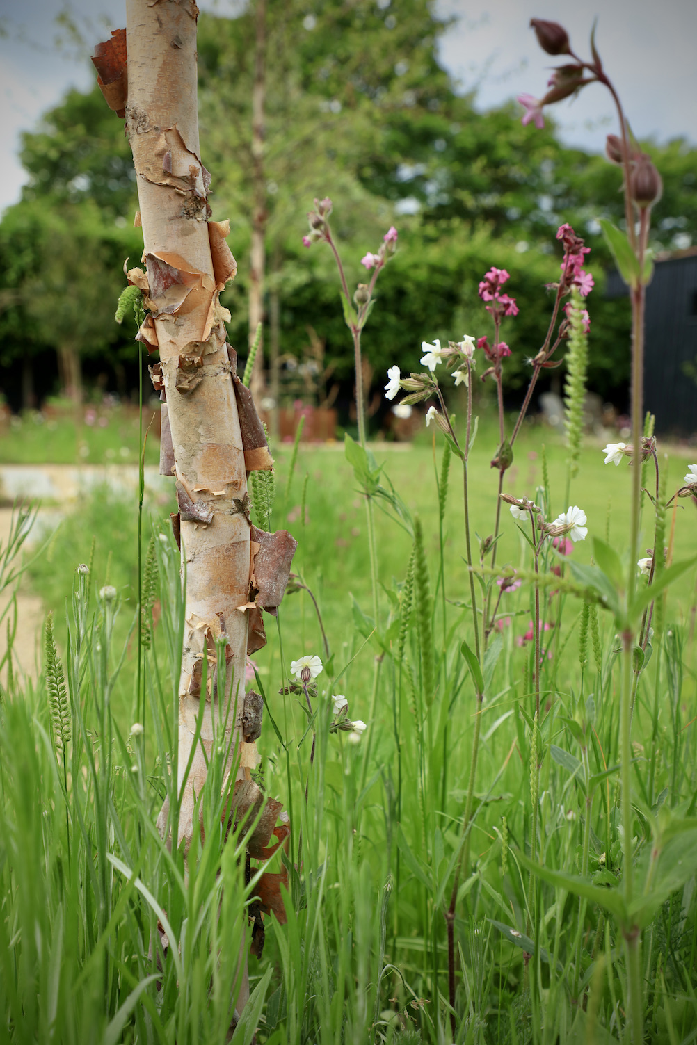 peeling trunk of birch tree amongst grasses and dainty planting