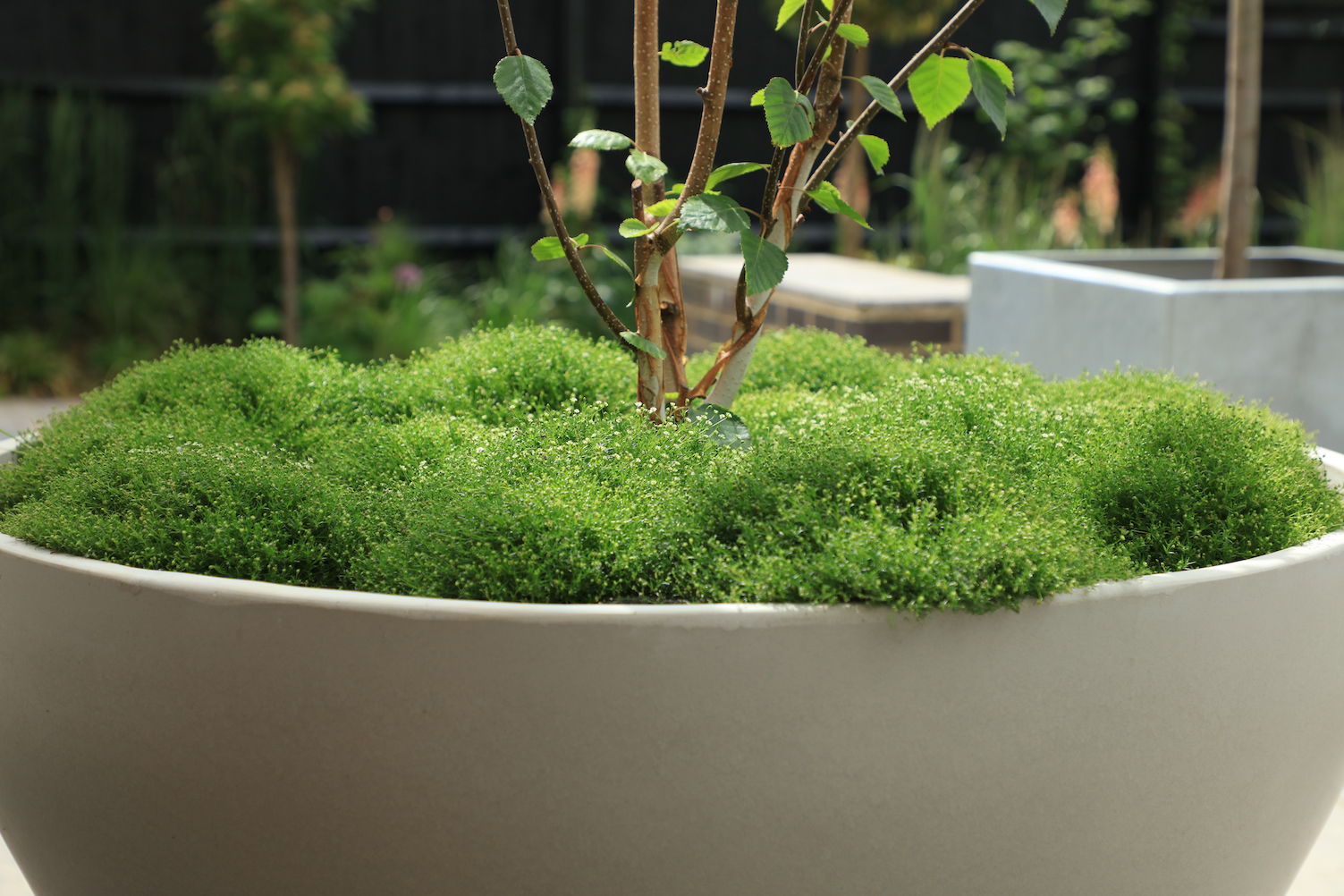 Planter filled with moss