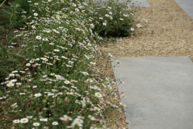 Dog in townhouse garden on shingle