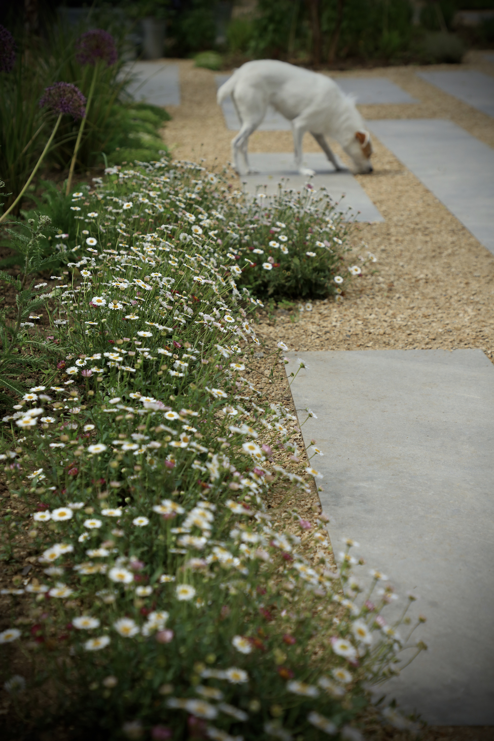 Dog in townhouse garden on shingle