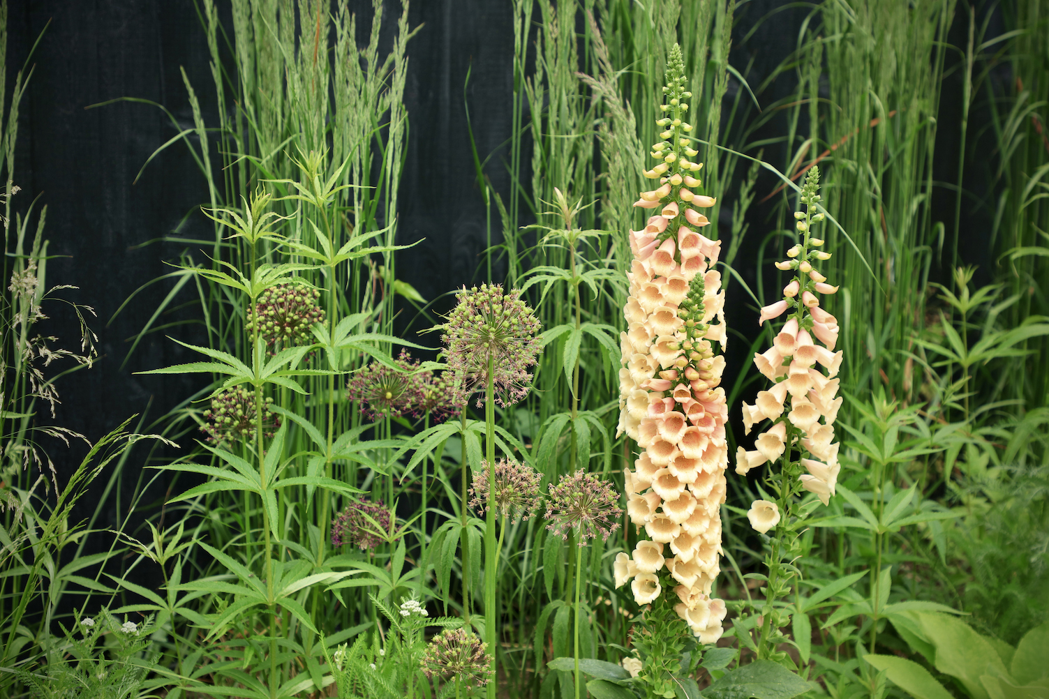 Foxgloves and Alliums planted on verge