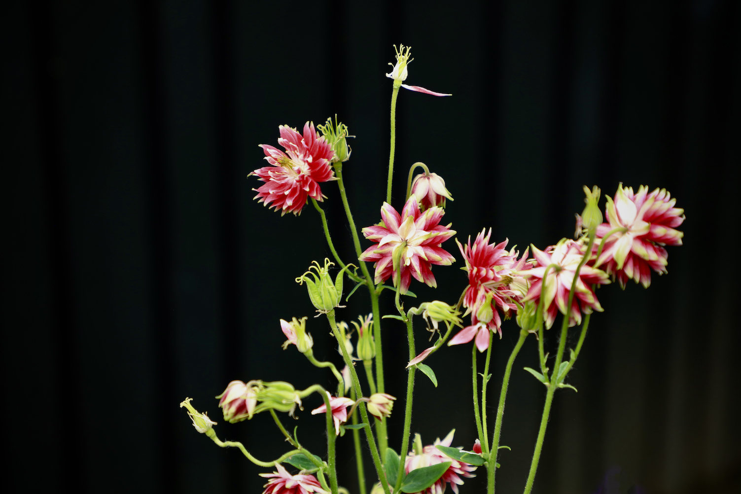 Close up of hot pink Aquilegia