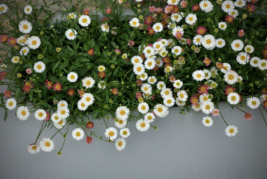 Planting of flowers in oxfordshire townhouse garden