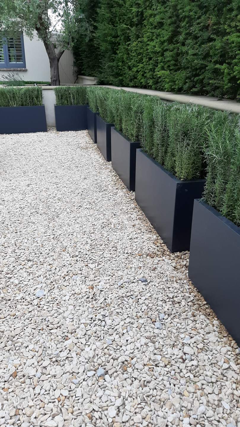 Rosemary hedging in rectangular planters with white stone