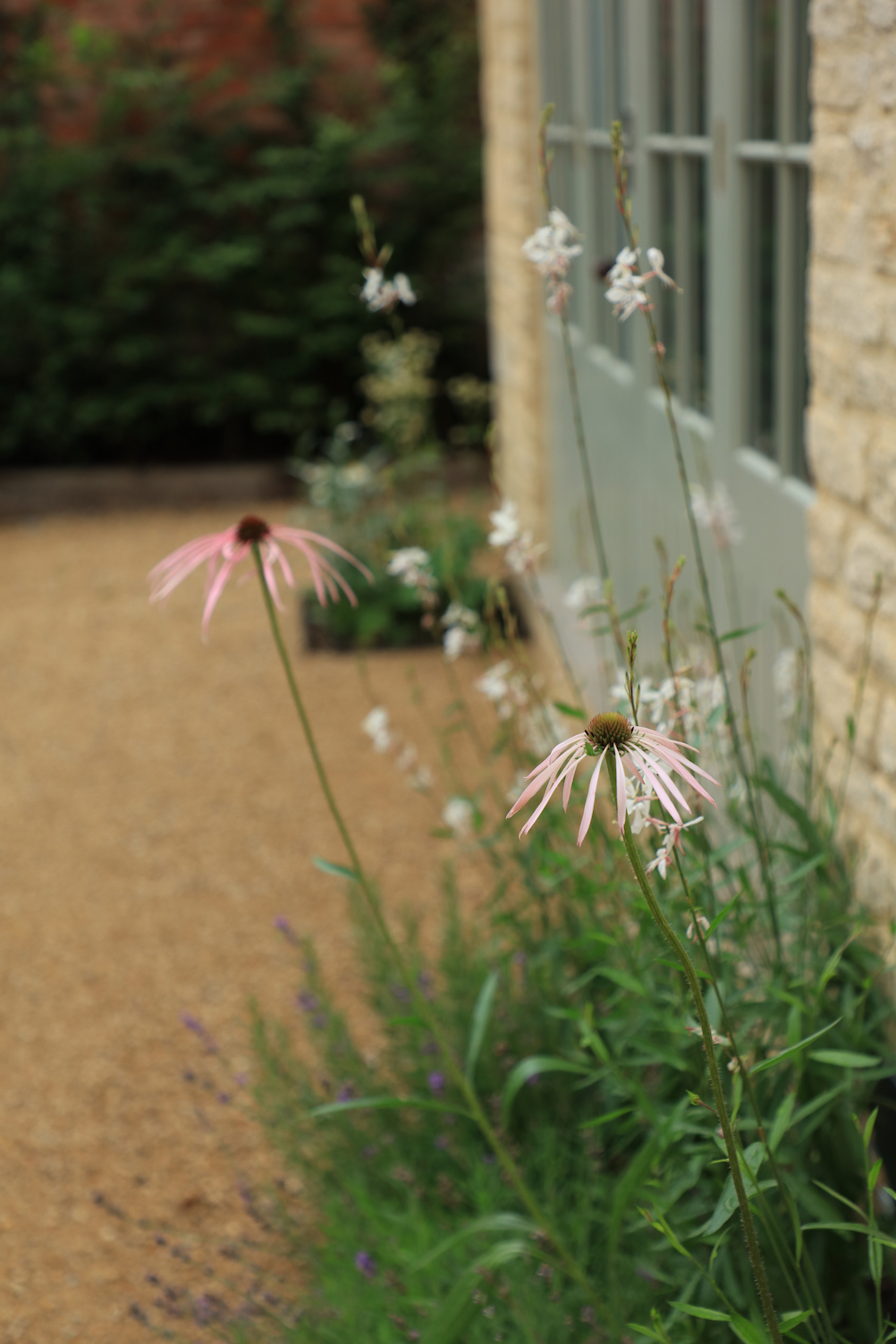 Close up shot of echinacea and gaura in a flower border next to cotswold stone walls