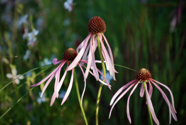 close up of pale pink echinacea