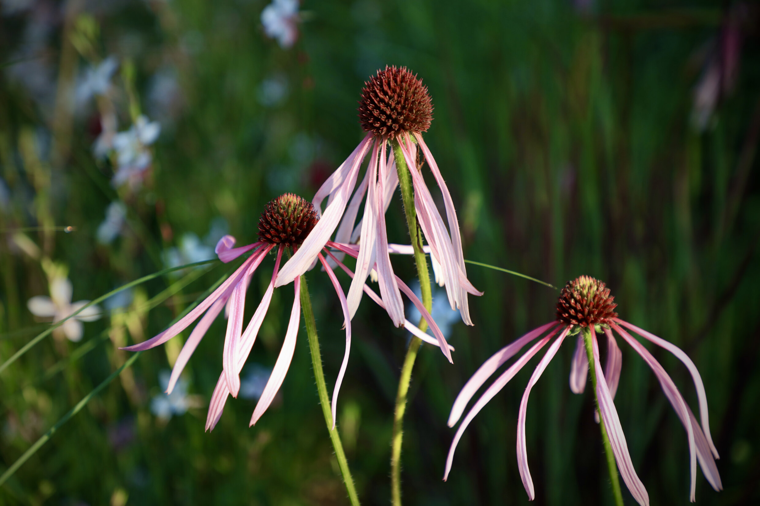 close up of pale pink echinacea