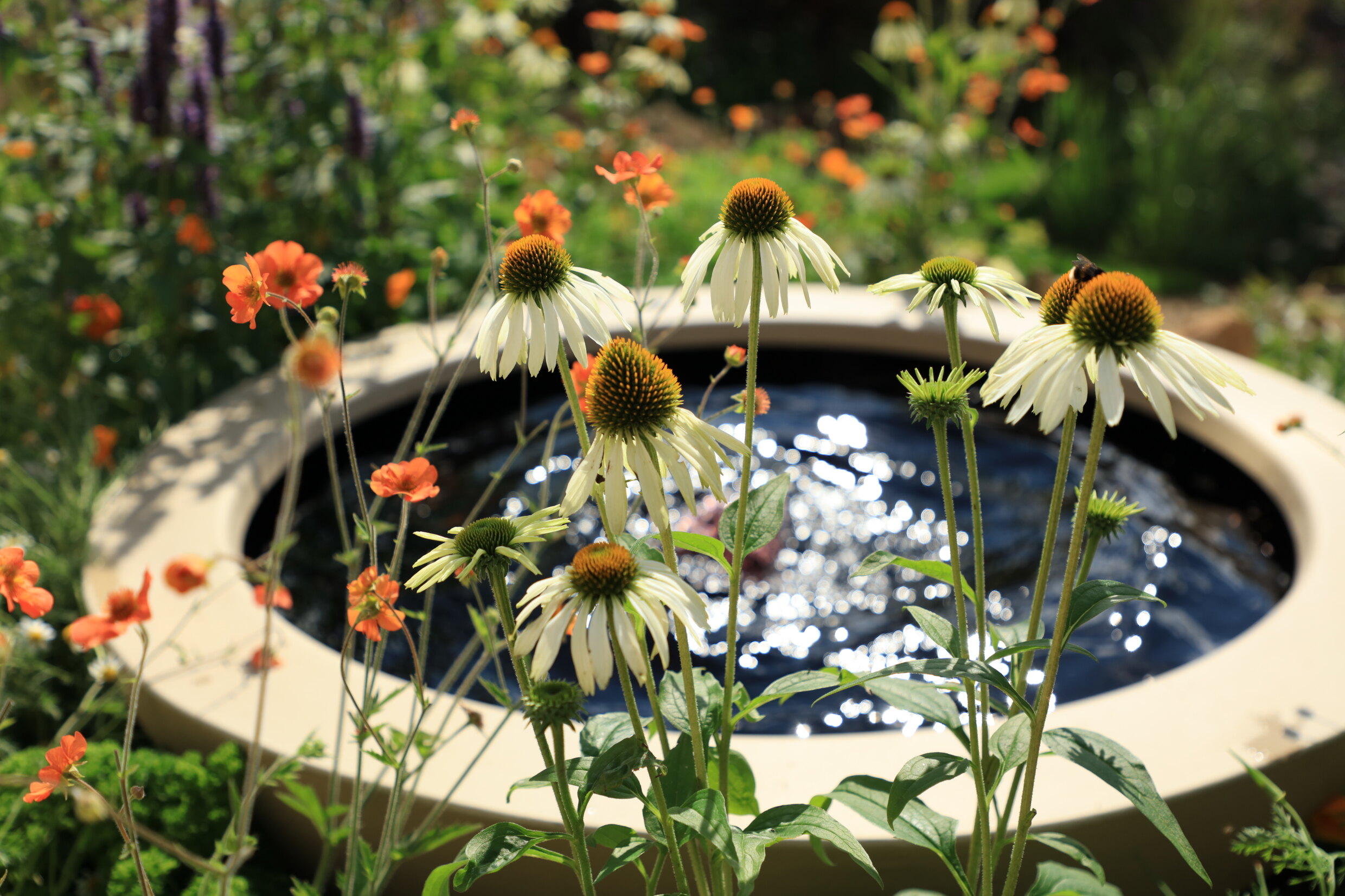 White echinacea in front of water bowl