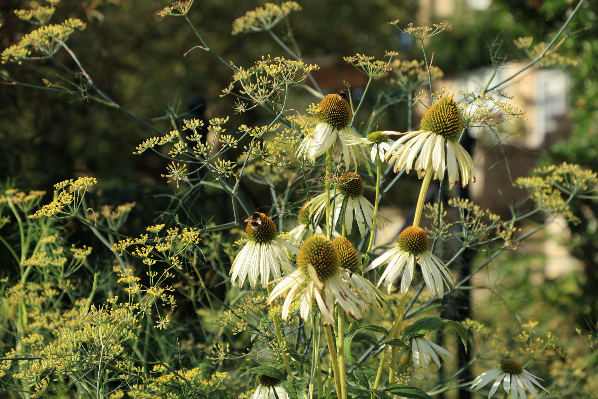 Close up of white echinacea